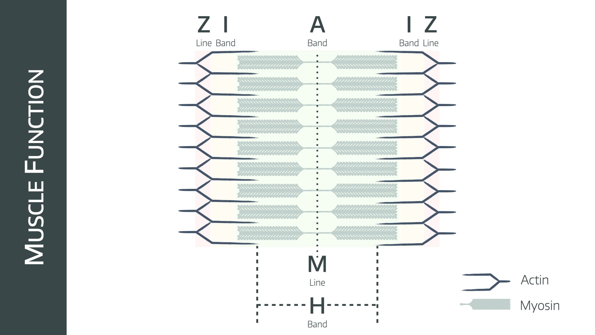 Sarcomere.004.jpeg